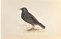 Starling
