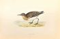 Little Stint