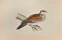 Turtle Dove