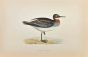 Red-Necked Phalarope