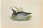Garganey