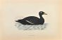 Velvet Scoter