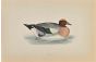 Wigeon