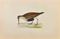 Dunlin