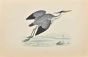 Heron
