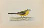 Grey-Headed Wagtail