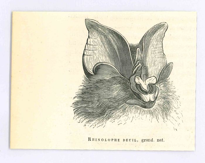 The Bat