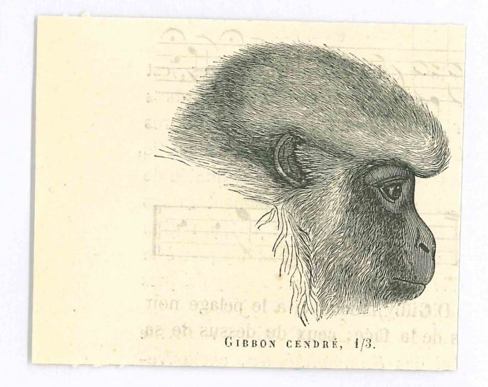 The Monkey