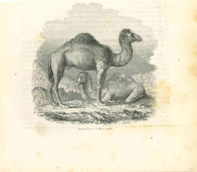 The Camels