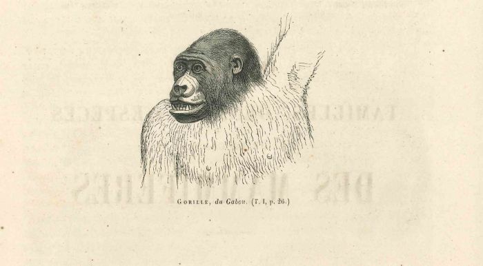The Gorilla