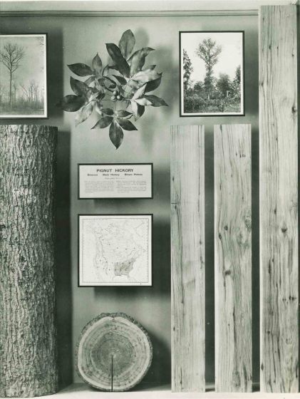 American Museum of Trees - American Vintage Photograph