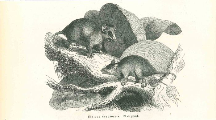The Mouses