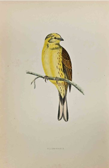 Yellow-Hammer