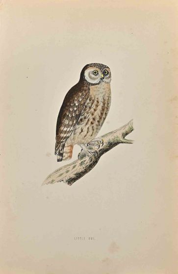 Little Owl