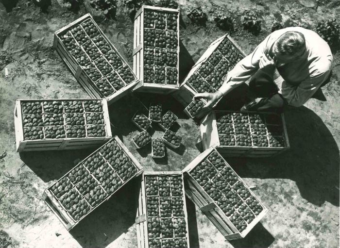 Agriculture in Florida- American Vintage Photograp