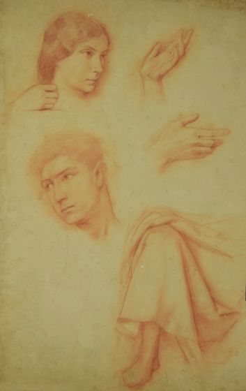 Anatomical Studies by n.a.