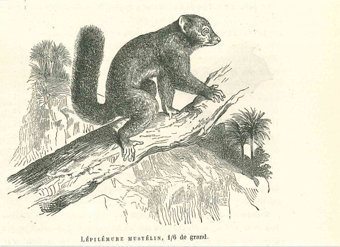 Lépilémur Mustélin