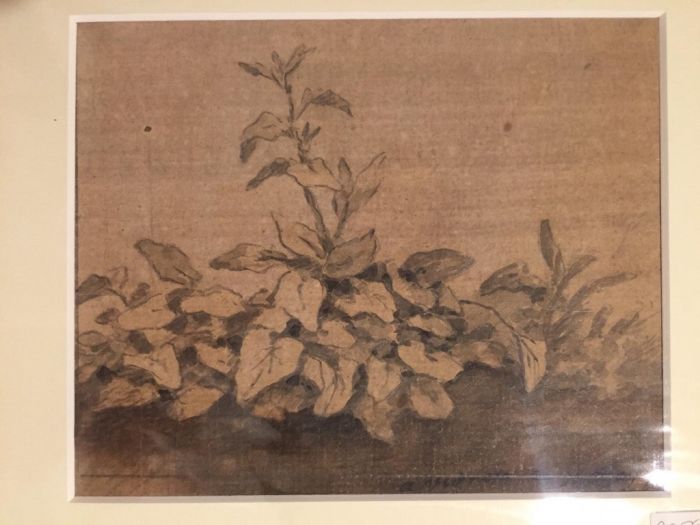 Plants by Jan Peter Verdussen