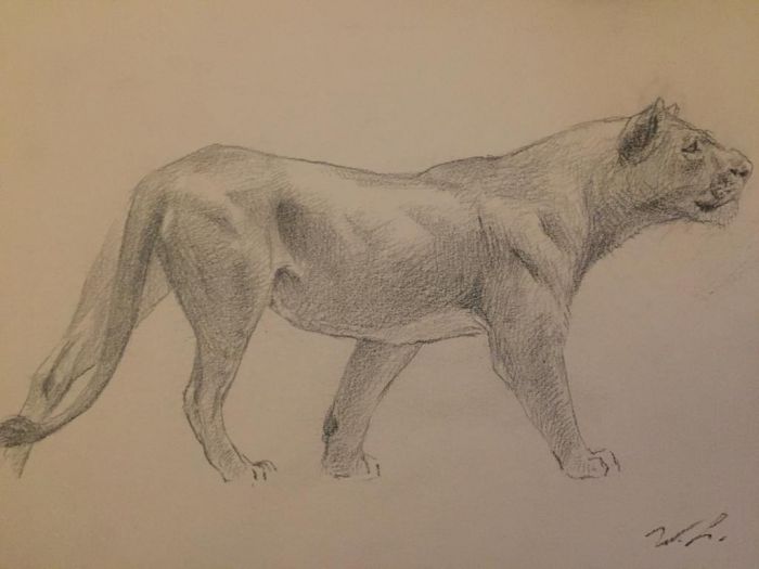 Lioness by Wilhelm Lorenz