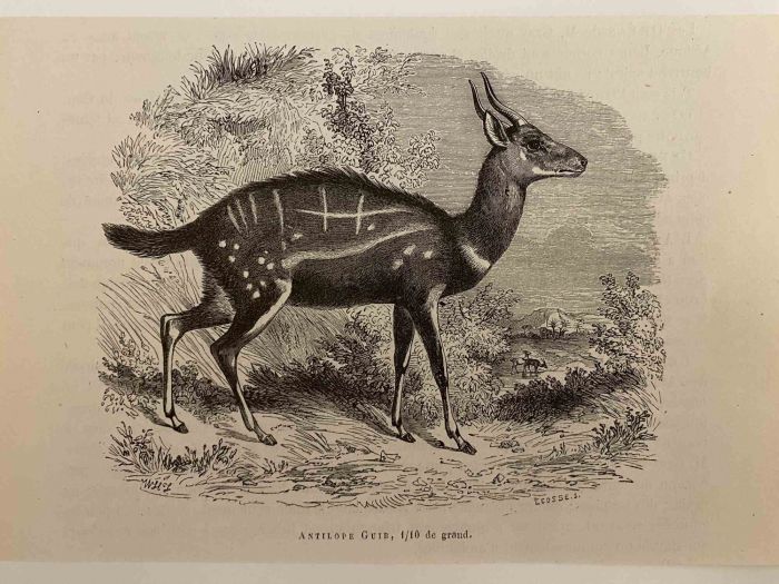The Antelope