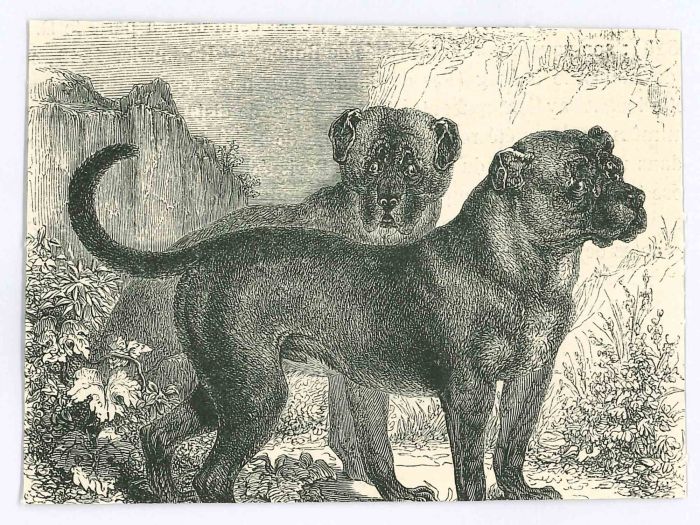 The Dogs
