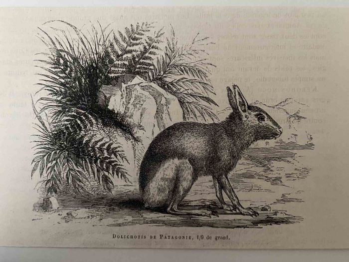 The Rabbit