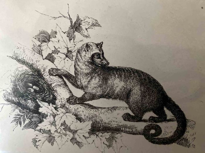 Paradoxure Bondar