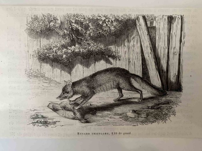 The Hunting Fox