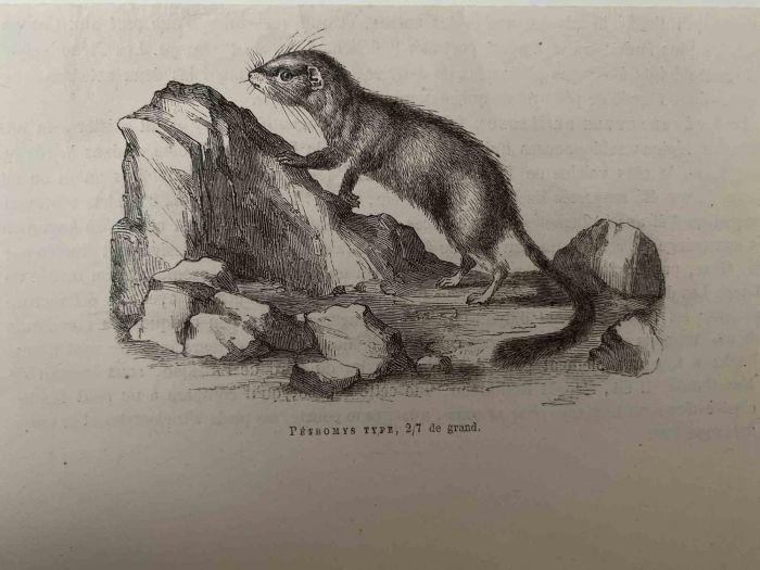 The Mouse
