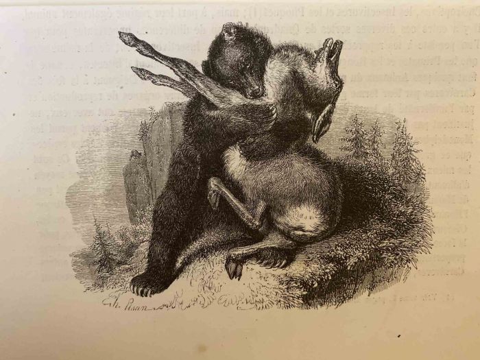 The Hunting Bear - SOLD