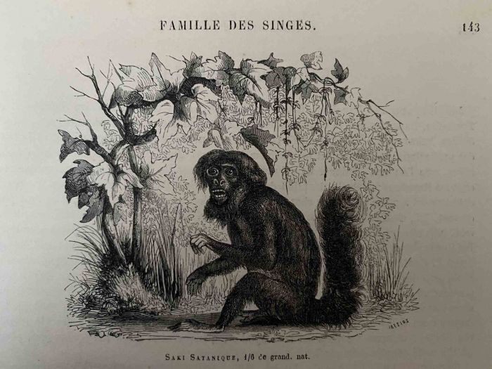 The Monkey
