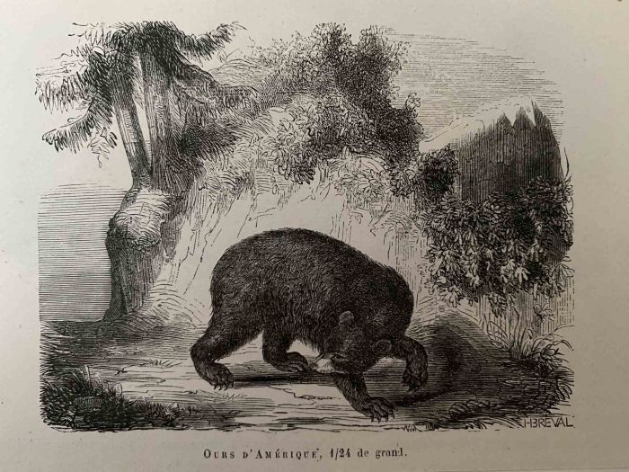The Bear