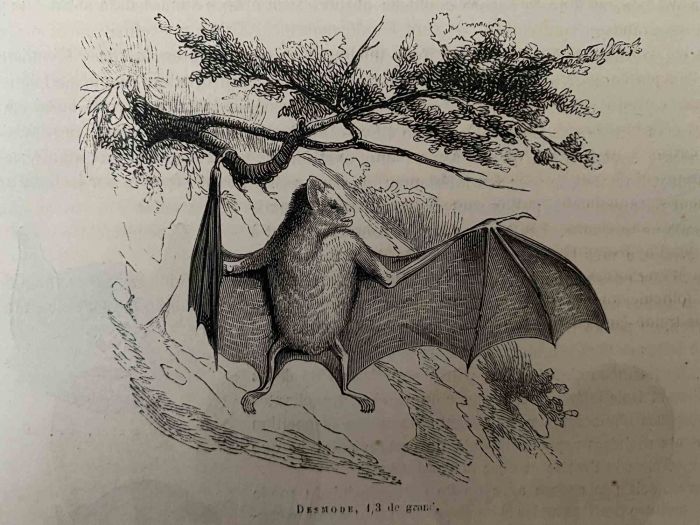 The Bat