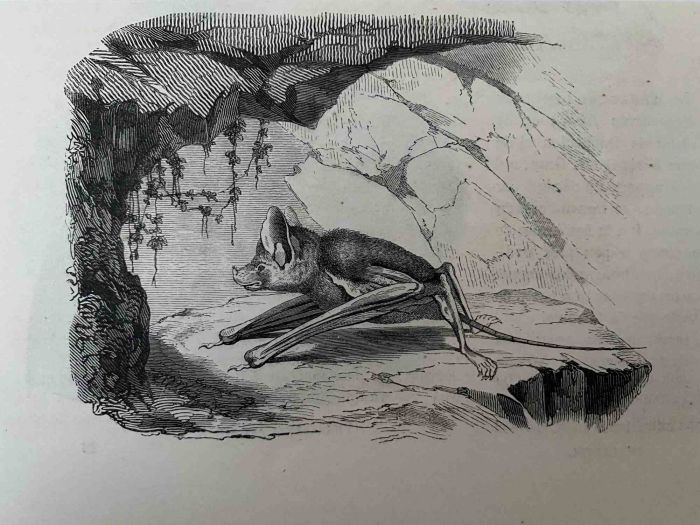 The Bat