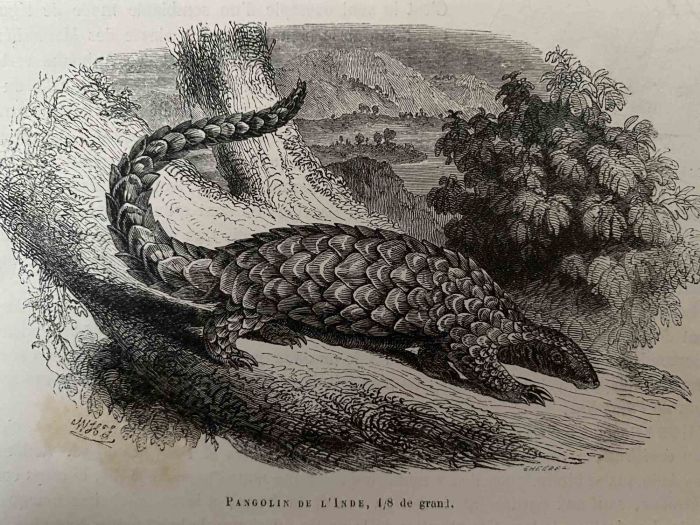 Pangolin De L'Inde