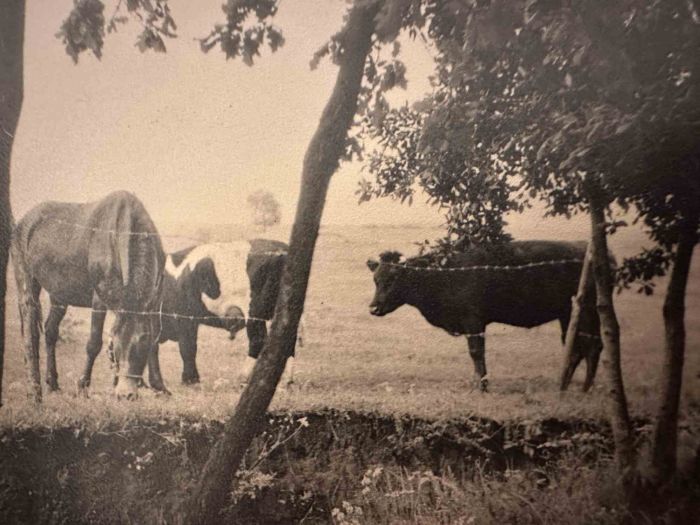 The Old Days  Photo - Herd 