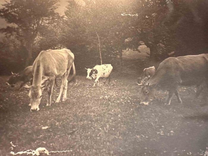 The Old Days  Photo - Herd