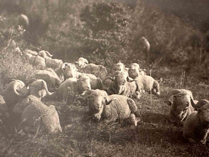 The Old Days  Photo - Herd