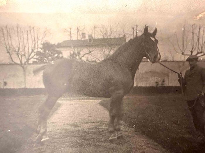 The Old Days  Photo - Horse