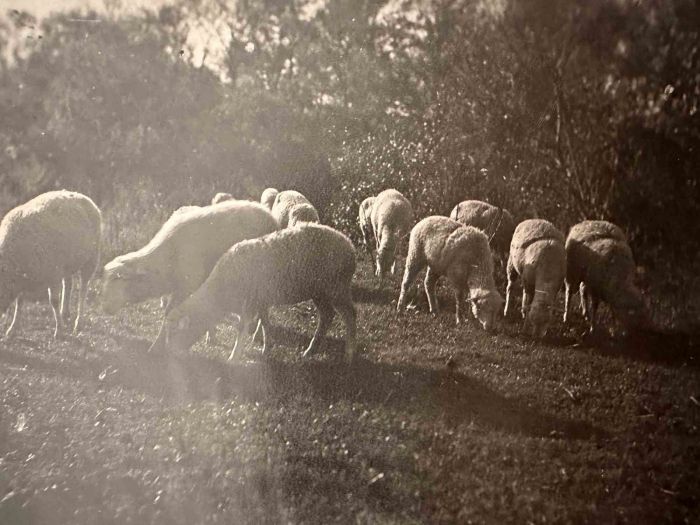 The Old Days  Photo - Herd