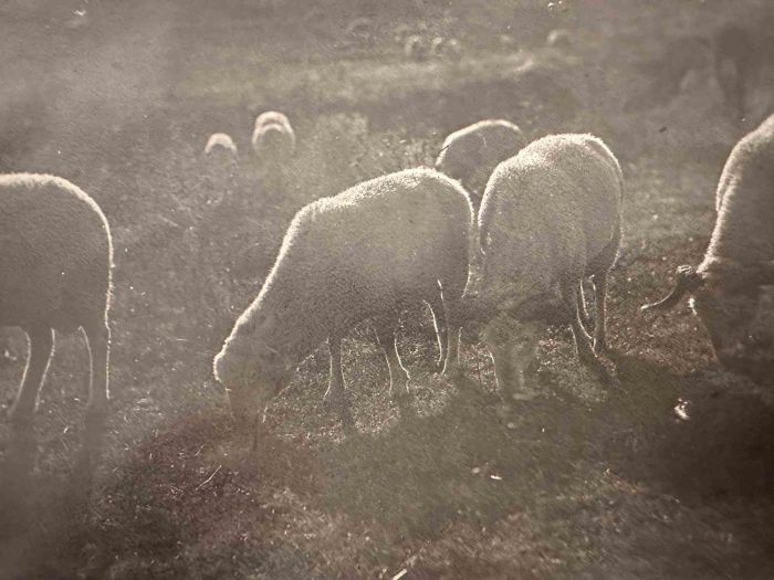 The Old Days  Photo - Herds