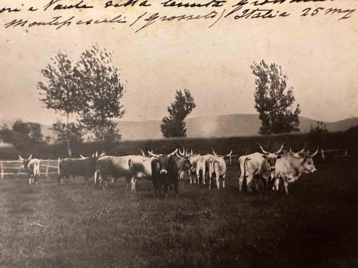 The Old Days  Photo - Herds in Grosseto (Maremma, Tuscany)
