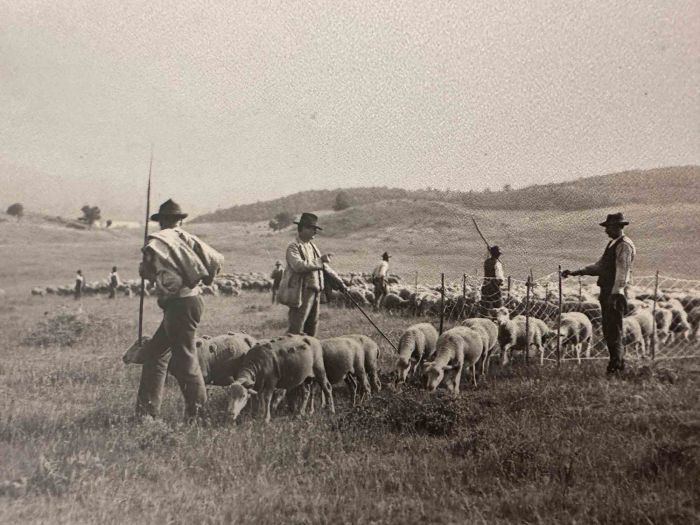 The Old Days  Photo - Herds in the Maremma (Tuscany)