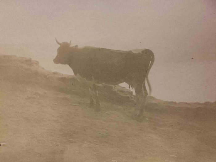The Old Days Photo - Cow in the Maremma (Tuscany)