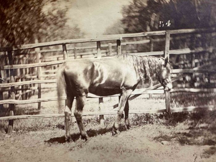 The Old Days Photo - Horse - Vintage Photograph 