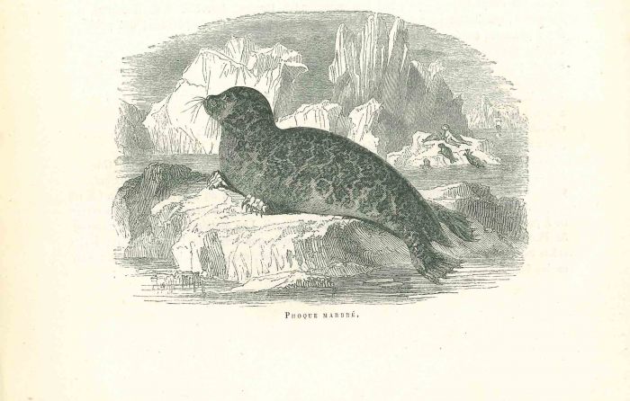 The Seal