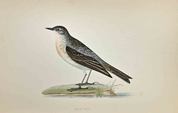 Water Pipit