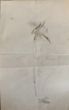 "Caricature" 1890's is an original drawing in pen on paper, realized by an Anonymous Artist of the XX Century . (BACK OF THE DRAWING)