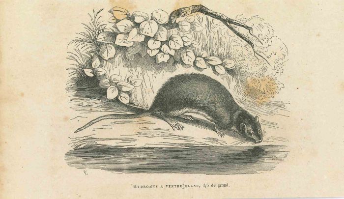 The Drinking Mouse