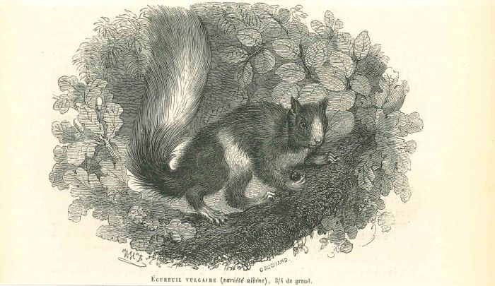 The Squirrel
